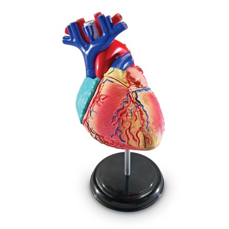 LEARNING RESOURCES Heart Anatomy Model 3334